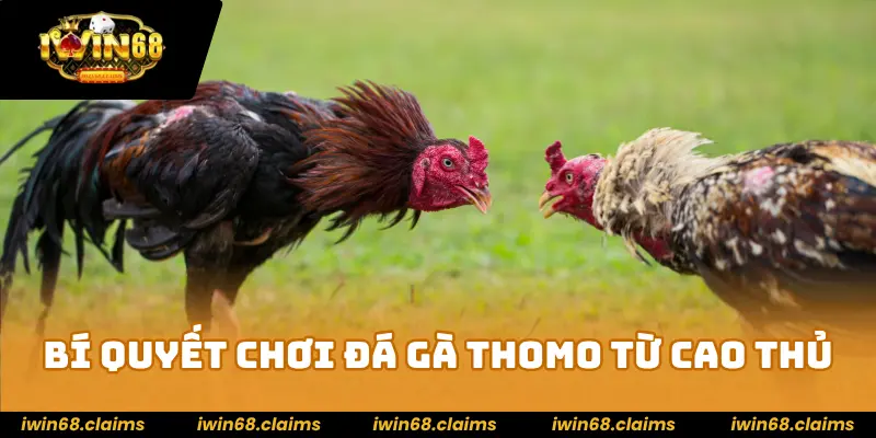 Đá gà Thomo - Sảnh Chiến Kê Cược Là Mê Hot Nhất Năm 2025 4 Bí quyết chơi đá gà Thomo từ các cao thủ