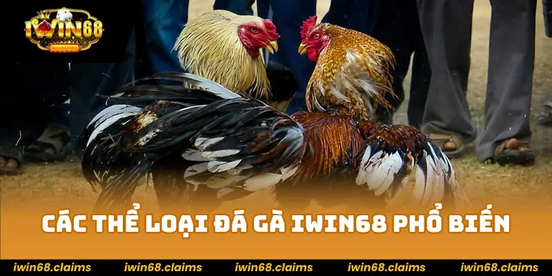 ĐÁ GÀ 2 Các thể loại đá gà IWIN68 phổ biến