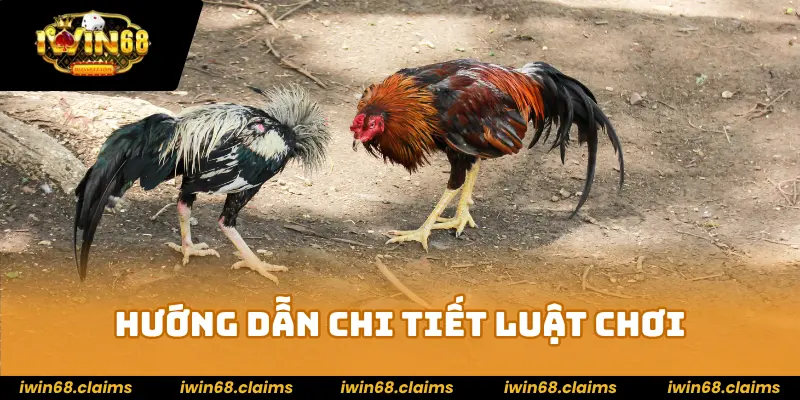Đá gà Thomo - Sảnh Chiến Kê Cược Là Mê Hot Nhất Năm 2025 3 Hướng dẫn chi tiết luật chơi