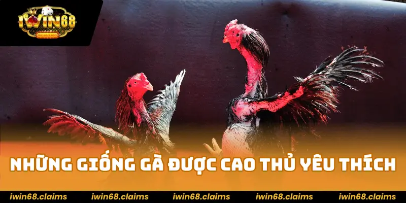 Những giống gà được cao thủ đá gà nòi yêu thích