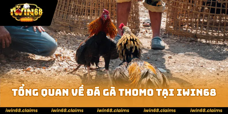 Đá gà Thomo - Sảnh Chiến Kê Cược Là Mê Hot Nhất Năm 2025 2 Tổng quan về đá gà Thomo tại IWIN68
