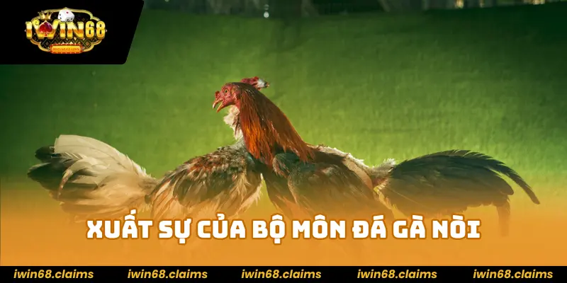 Xuất sự của bộ môn đá gà nòi
